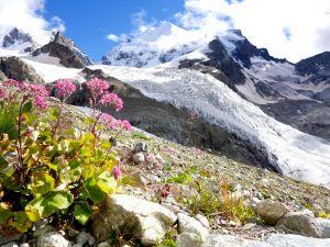 Biancograt & Piz Palü mit Bergführer